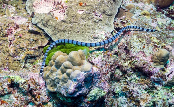 Sea Kraits Genus Venomous Elapid Sea Snakes Laticauda Semiaquatic Retain — Stock Photo, Image