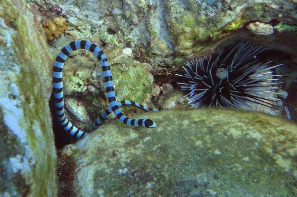 Sea Kraits Genus Venomous Elapid Sea Snakes Laticauda Semiaquatic Retain — Stock Photo, Image