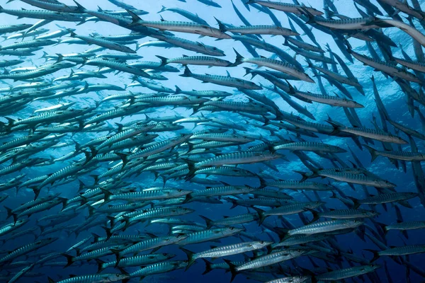 Yankesicilik yapan barakuda grubu böyle adlandırılır çünkü kenarlarındaki koyu lekeler kazma saplarının kalın uçlarına benzer.. 