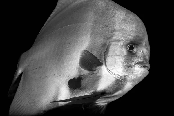 Platax Teira Noto Anche Come Batfish Teira Batfish Longfin Spadefish — Foto Stock