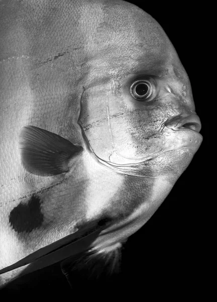Platax Teira Also Known Teira Batfish Longfin Batfish Longfin Spadefish — Stock Photo, Image