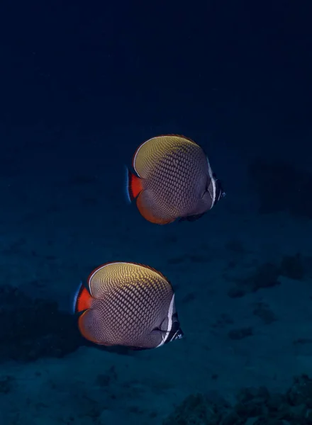 The Eritrean butterflyfish or crown butterflyfish (Chaetodon paucifasciatus) is a species of marine ray-finned fish, a butterflyfish belonging to the family Chaetodontidae