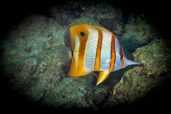 Bakır bant kelebeği, Chelmon rostratus, gagalı mercan balığı olarak da bilinir, hem Pasifik hem de Hint Okyanusları 'ndaki resiflerde bulunur..