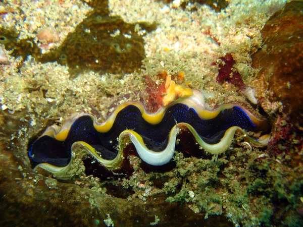 Dev istiridyeler yaşayan en büyük bivalf yumuşakçaları olan Tridacna cinsinin üyeleridir. Aslında Tridacna, Phi Phi, Tayland cinsinde birkaç tür 