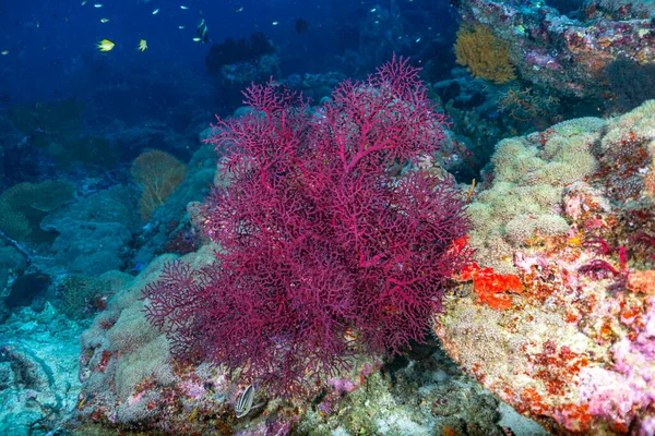 View Underwater Sea Life Coral Reef Nusa Penida Bali Indonesia — Stock Photo, Image