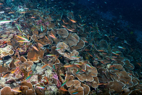 Immersioni Subacquee Nei Bellissimi Siti Immersione Della Barriera Corallina Nusa — Foto Stock