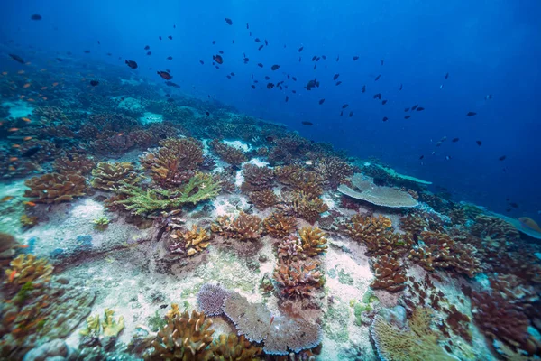 Endonezya, Bali 'de Nusa Penida' nın güzel mercan resif dalış sahalarında scuba dalışı