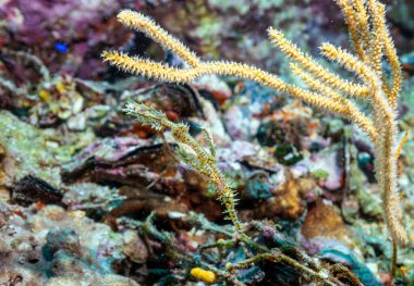 The ornate ghost pipefish or harlequin ghost pipefish, Solenostomus paradoxus, is a false pipefish of the family Solenostomidae.