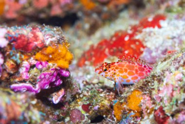 The dwarf hawkfish, Cirrhitichthys falco, is a small species of hawkfish found on tropical reefs in the Indo-Pacific region from the Maldives to the Caroline Islands and Samoa.