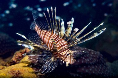 Kırmızı aslanbalığı Scorpaenidae familyasından, Scorpaeniformes cinsinden zehirli bir mercan resif balığıdır. Çoğunlukla Hint-Pasifik bölgesine özgüdür ancak Karayip Denizi 'nde istilacı bir tür haline gelmiştir.