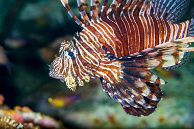 Kırmızı aslanbalığı Scorpaenidae familyasından, Scorpaeniformes cinsinden zehirli bir mercan resif balığıdır. Çoğunlukla Hint-Pasifik bölgesine özgüdür ancak Karayip Denizi 'nde istilacı bir tür haline gelmiştir.