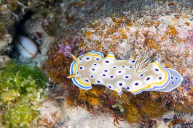 Goniobranchus geminus, Kromodorididae familyasından çok renkli bir deniz sümüklüböceği türüdür.