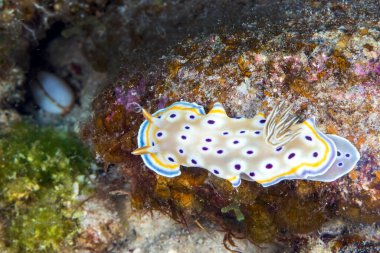 Goniobranchus geminus, Kromodorididae familyasından çok renkli bir deniz sümüklüböceği türüdür.