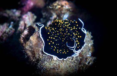 Pasifik Okyanusu 'ndaki mercan resiflerindeki sualtı sümüklüböceği.