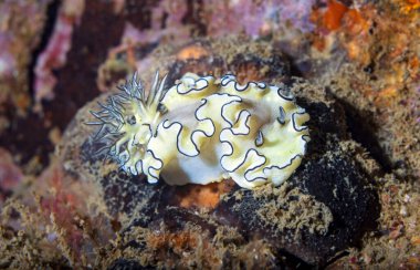Makro su altı sümüklü böceği.