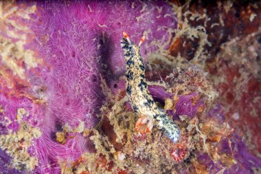 Makro su altı sümüklü böceği.