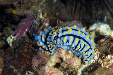 Makro su altı sümüklü böceği.