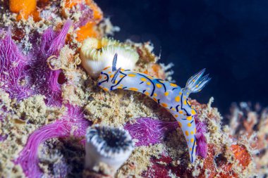 Tayland 'daki mercan resifinde Şirin Risbecia (Risbecia pulchella) çıplaklığı
