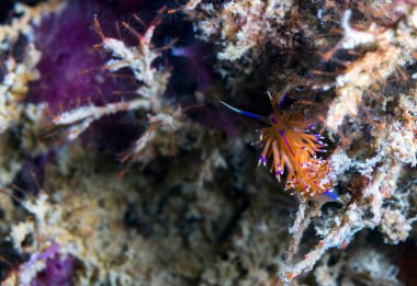 Pasifik Okyanusu 'ndaki mercan resiflerinde renkli sualtı sümüklüböceği.