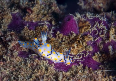 Tayland 'daki mercan resifinde Şirin Risbecia (Risbecia pulchella) çıplaklığı