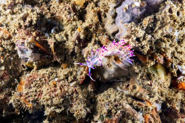 Mercan resiflerindeki sualtı sümüklüböceğinin yakın görüntüsü