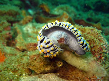 Phyllidia varicosa, Phyllidiidae familyasından bir deniz sümüklüböceği türüdür..