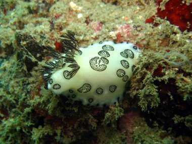 Tayland, Phuket 'teki mercan resifinde çıplak deniz salyangozu.