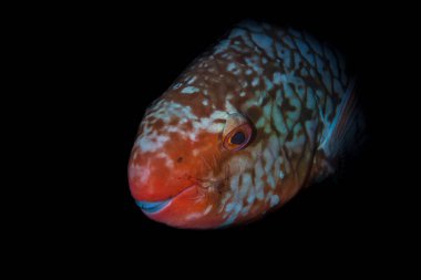 Parrotfish on the coral reef during a night dive on Kata Beach, Phuket, Thailand