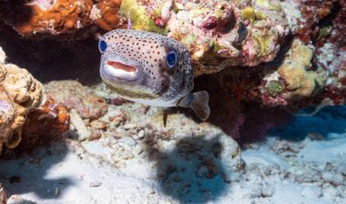 Porcupinefish are fish belonging to the family Diodontidae, also commonly called blowfish and, sometimes, balloonfish and globefish. Scuba diving the coral reef. clipart