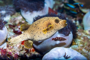 The blackspotted puffer, also known as the dog-faced puffer, is a tropical marine fish belonging to the family Tetraodontidae clipart