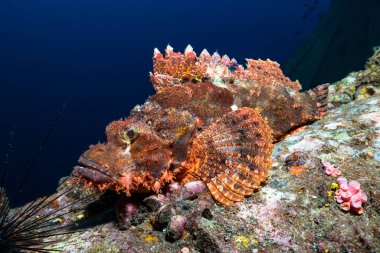 Sakallı akrep balığı (Scorpaenopsis barbata) kesinlikle denizdeki en garip görünümlü balıklardan biridir. Tuhaf görünüşü yosun ve yosunların arasında gizlenirken kamuflaj sağlıyor.