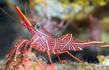 Durban Dansçı Karidesi, Hingegaga Karidesi, Deve Karidesi ve Kambur Karides olarak da bilinir. Türlerinin adı Rhynchocinetes durbanensis..