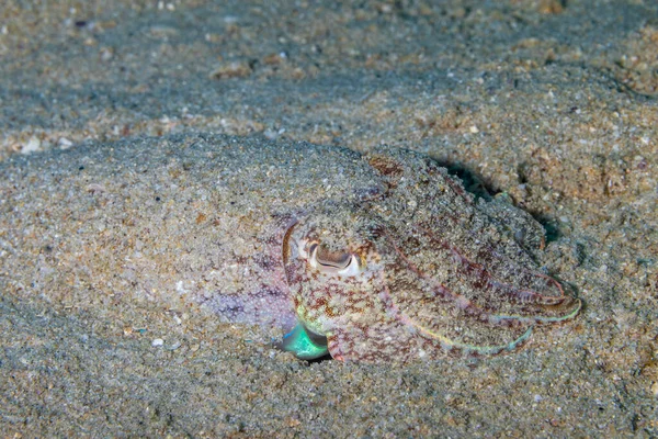 Seppie Seppie Sono Molluschi Marini Dell Ordine Sepiida Appartengono Alla — Foto Stock