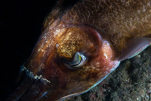 Cuttlefish Cuttles Marine Molluscs Order Sepiida Belong Class Cephalopoda Which — Stock Photo, Image
