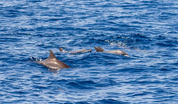 Bottlenose dolphins are aquatic mammals in the genus Tursiops. They are the most common members of the family Delphinidae, the family of oceanic dolphins.