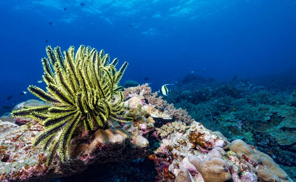 Crinoin Marine Animal Coral Reefs Thailand — Stock Photo, Image