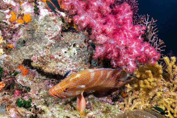 Cephalopholis Miniata Also Known Coral Grouper Coral Hind Rock Cod — Stock Photo, Image