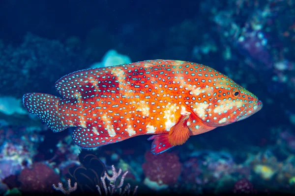 Cephalopholis Miniata Also Known Coral Grouper Coral Hind Rock Cod — Stock Photo, Image