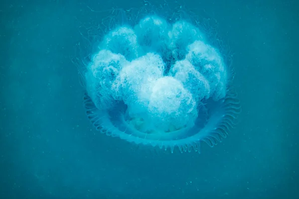 White Jellyfish Dancing Dark Blue Ocean Water While Scuba Diving — Stock Photo, Image