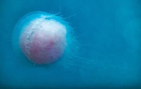 White Jellyfish Dancing Dark Blue Ocean Water While Scuba Diving — Stock Photo, Image