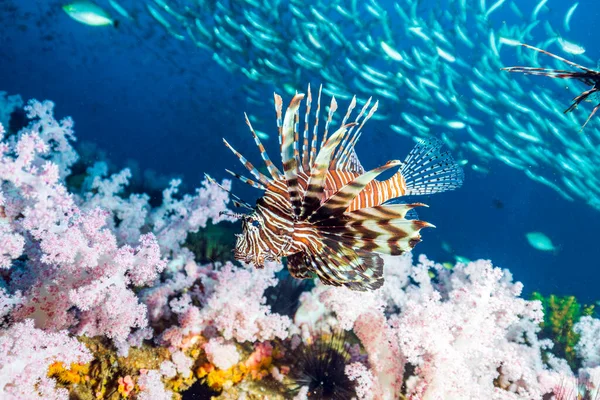 Red Lionfish Venomous Coral Reef Fish Family Scorpaenidae Order Scorpaeniformes — Stock Photo, Image