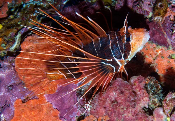 Red Lionfish Venomous Coral Reef Fish Family Scorpaenidae Order Scorpaeniformes — Stock Photo, Image