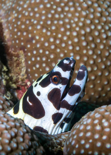 Leopar, Tessellat ya da bal peteği moray, Muraenidae familyasından bir moray türüdür. Tayland, Phuket 'te Scuba diving kata plaj resifi