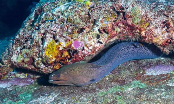 Giant Moray Species Moray Eel Species Marine Fish Family Muraenidae — Stock Photo, Image