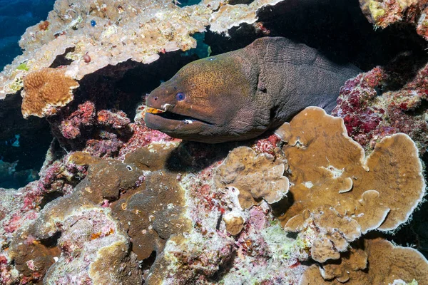 Giant Moray Species Moray Eel Species Marine Fish Family Muraenidae — Stock Photo, Image