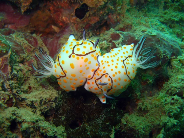 Nudibranch Sea Slug Coral Reef Phuket Thailand — Stock Photo, Image