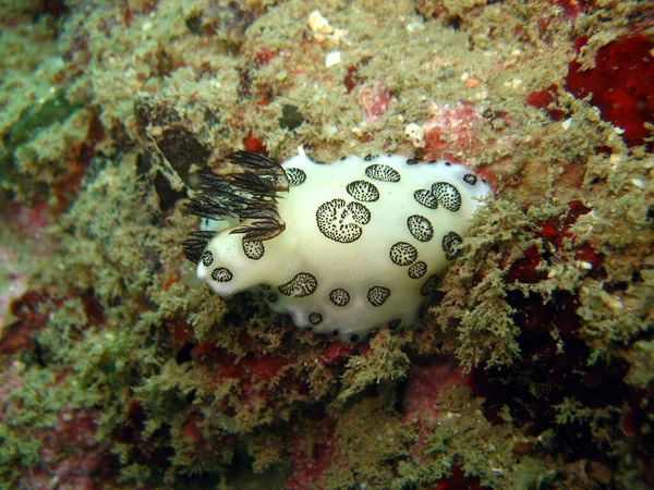 Nudibranch Sea Slug Coral Reef Phuket Thailand — Stock Photo, Image