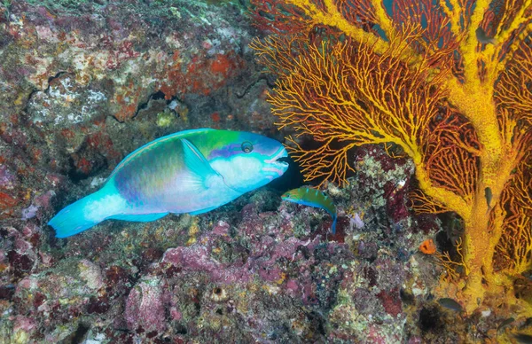 Parrotfishes are a group of about 90 fish species regarded as a family, or a subfamily of the wrasses.