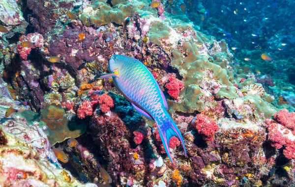 Parrotfishes are a group of about 90 fish species regarded as a family, or a subfamily of the wrasses.