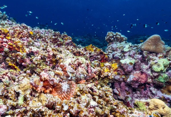 Bearded Scorpionfish Scorpaenopsis Barbata Definitely One Strangest Looking Fish Sea — Stock Photo, Image
